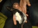 10 ratons sevrés sur Bordeaux 20151118