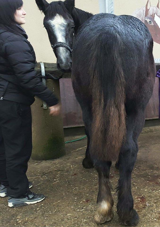 (Dept 87) FALCO DES FONTS - Percheron PP - Sauvé par Amandine_Framboise (Décembre 2015) - Page 4 814