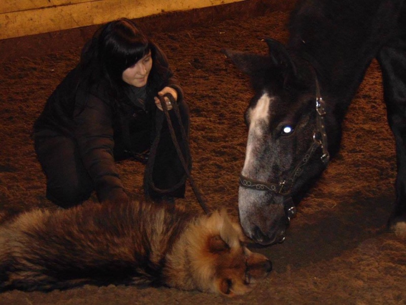 (Dept 87) FALCO DES FONTS - Percheron PP - Sauvé par Amandine_Framboise (Décembre 2015) - Page 3 Falco_37