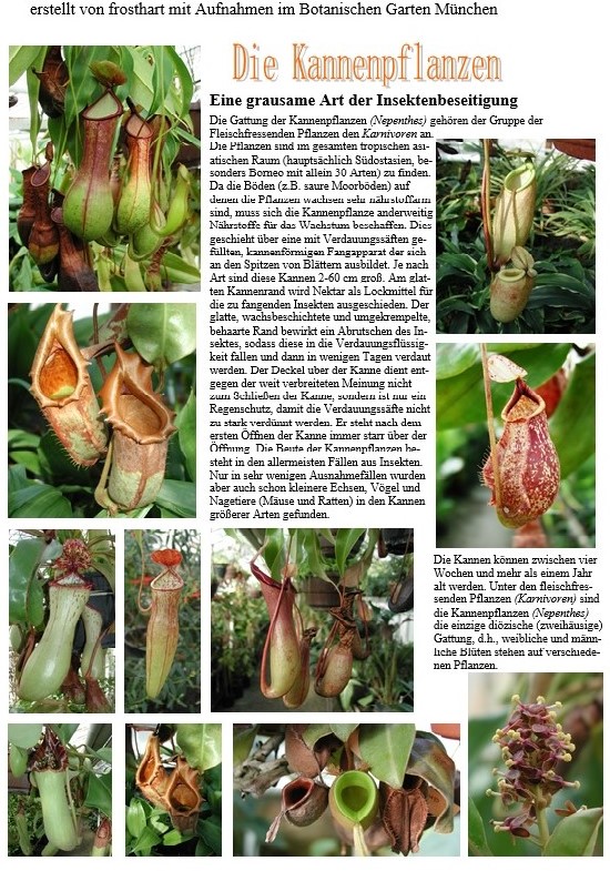 Karnivoren / insektenfangende Pflanzen Teil 1 - Seite 80 Versuc13