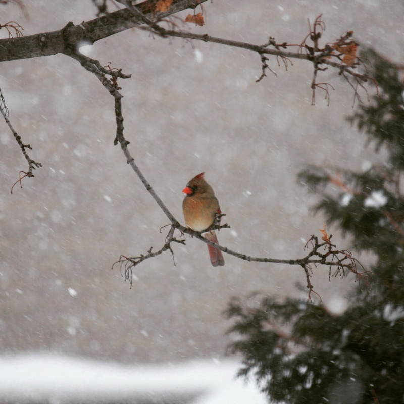 Cardinal sous la neige Image49