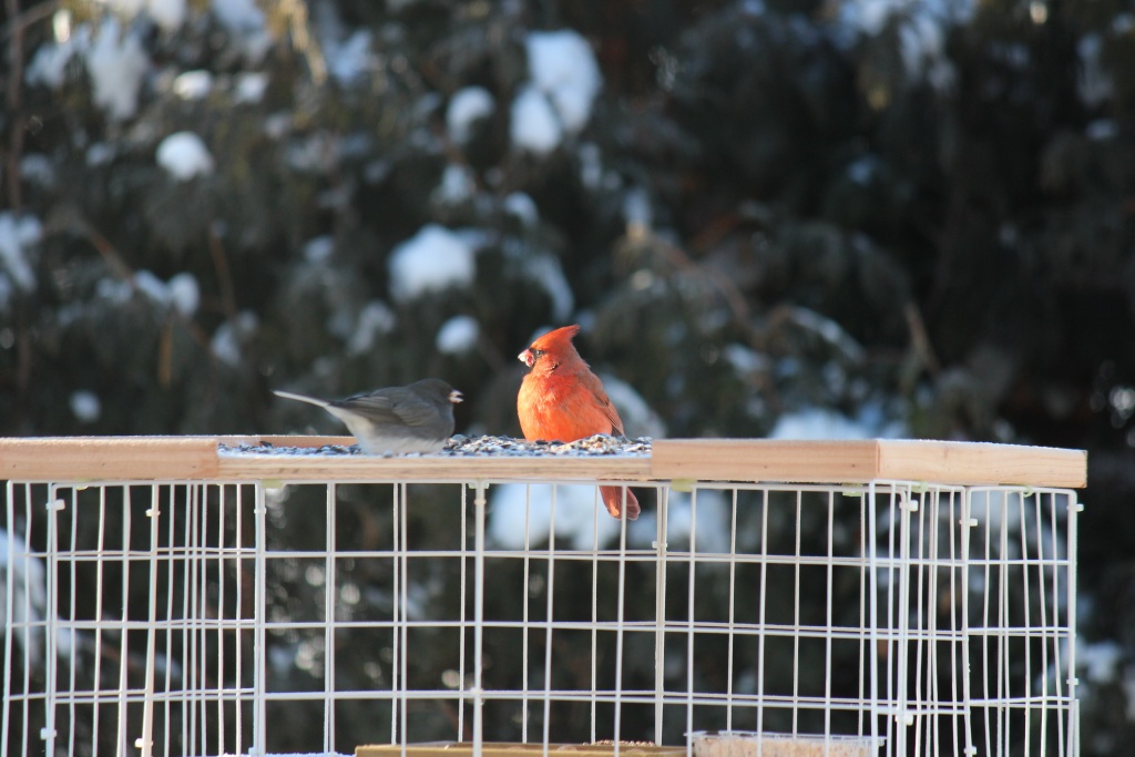 cardinal matinal  Img_0011