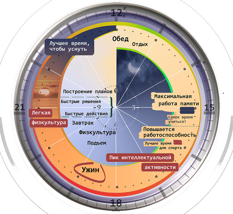 Сколько часов в сутках в космосе. Биологические часы организма. Биоритмы по часам. Биоритмы человека по часам суток. Ритмы организма человека по часам.