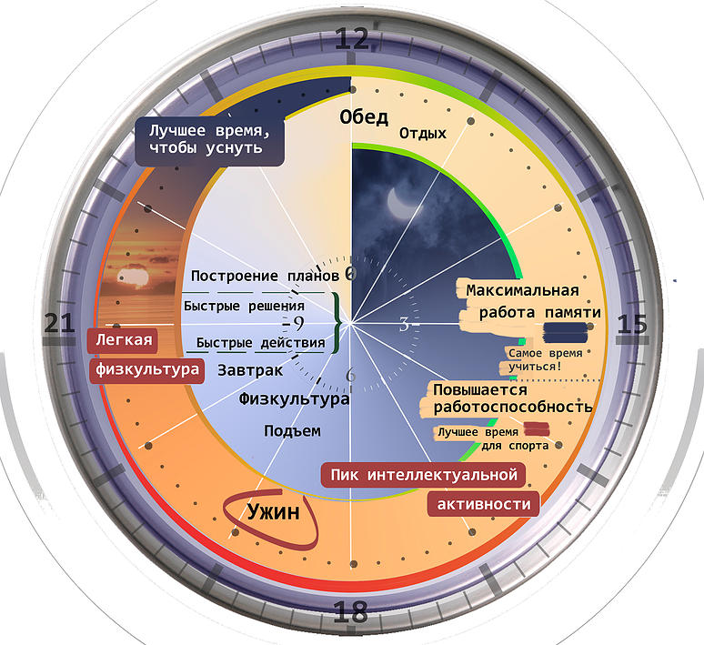 В какое время суток лучше обработать. Биологические часы организма. Биоритмы по часам. Биоритмы человека по часам суток. Ритмы организма человека по часам.