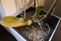 Orchideen Blätter werden gelb und Pflanze geht ein *Hilfe* Img_9410