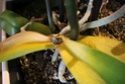 Orchideen Blätter werden gelb und Pflanze geht ein *Hilfe* Img_9414