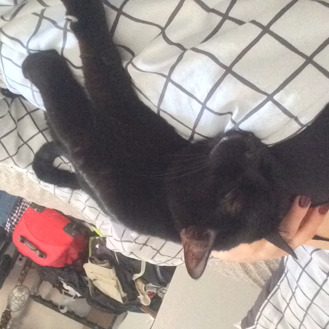Iggy is home!! Image11