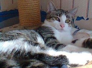 CARLA F 2 ans adorable - Asso Les Chats de Mozart  Carla211