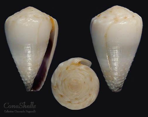 petit cône coronatus ( Gmelin,1791 ) C_spon11