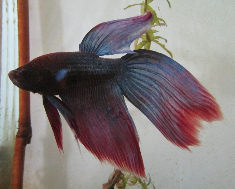 betta de mitch56 Img_1112