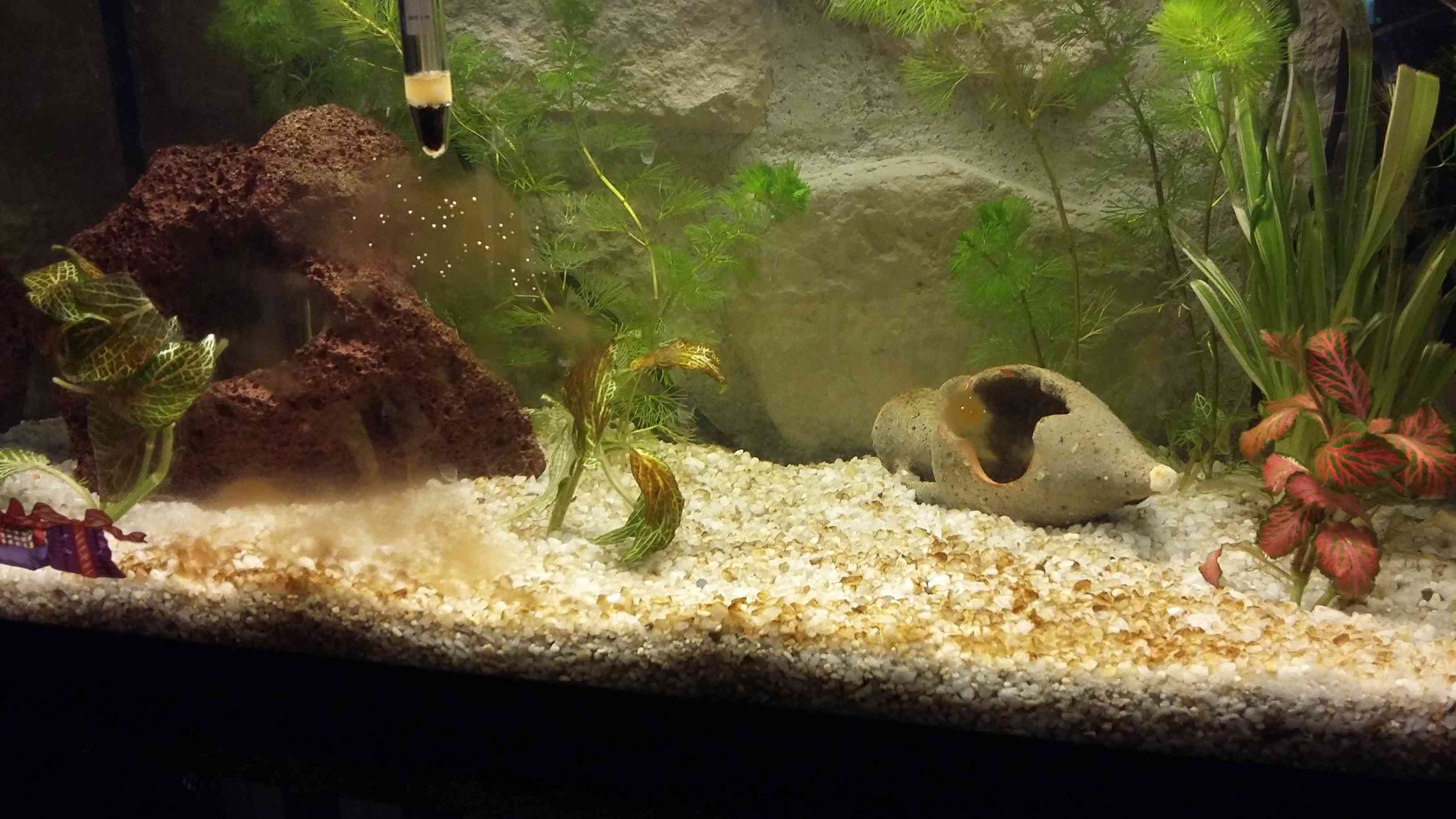 Dépot marron dans mon aquarium en cours de démarrage ?!! 20151215