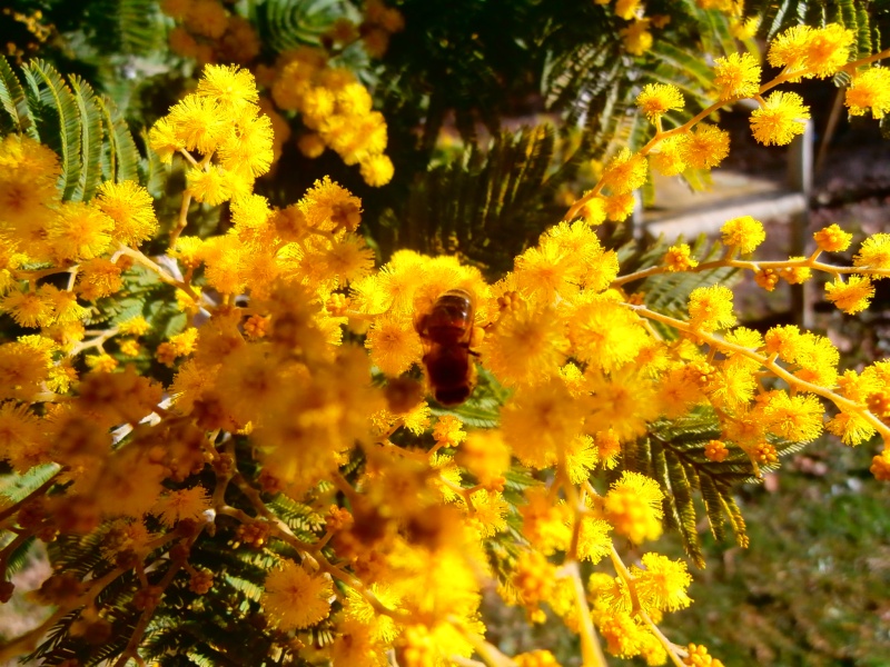 Photos d'abeilles - une par jour  P3070013