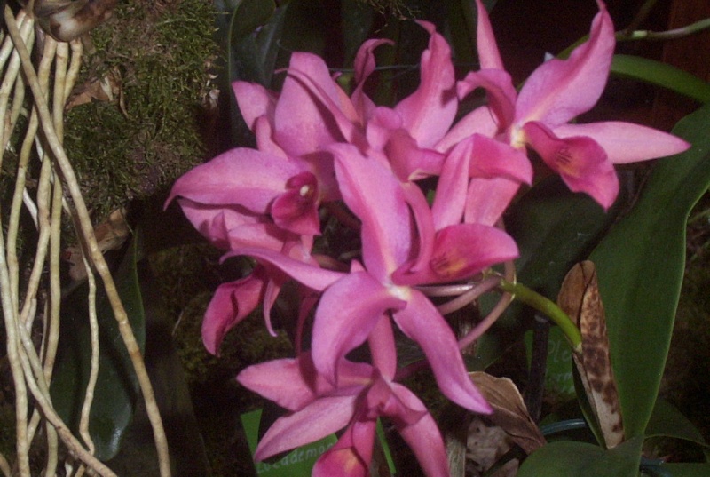 9. Orchideenausstellung Bingen am Rhein 01410