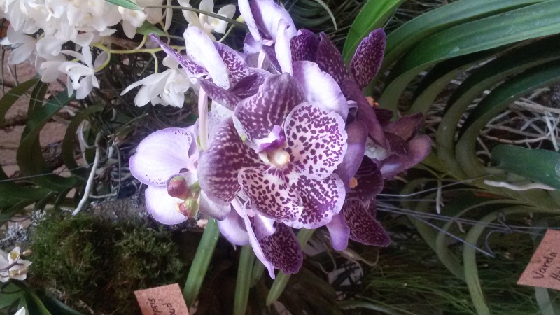 9. Orchideenausstellung Bingen am Rhein 20150311