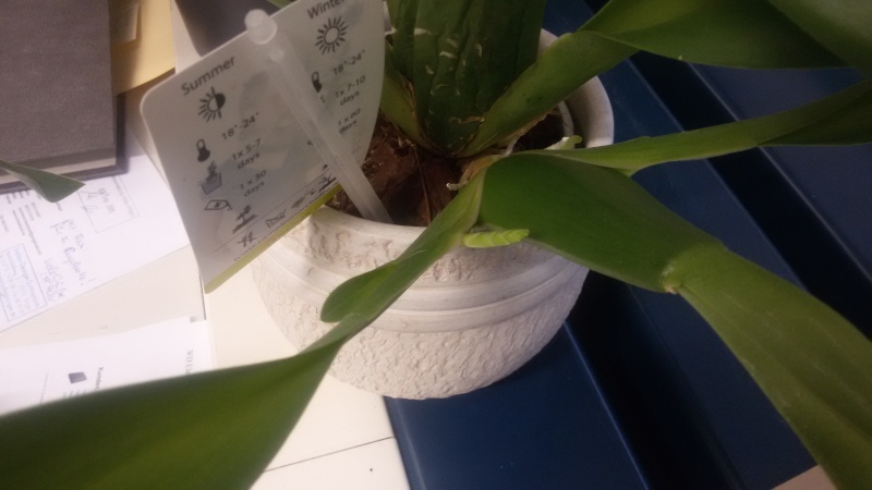 Ein Sekretariat voller Orchideen (ich hoffe, das ist hier der richtige Platz dafür) Sekidu10