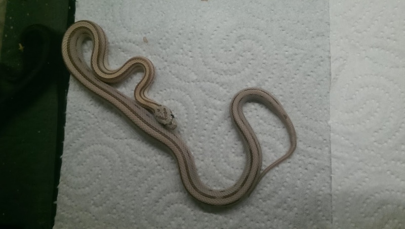 Les phases de Pantherophis Guttatus Gus412