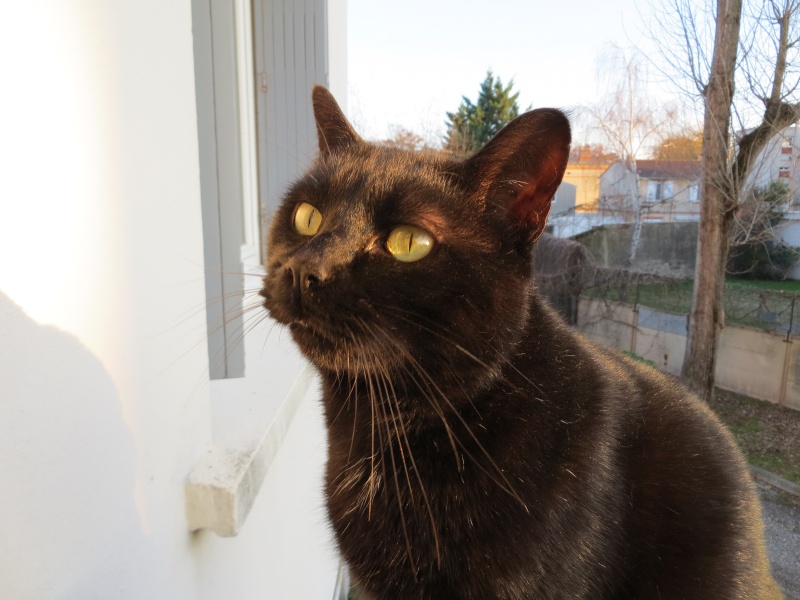 APOLLO FIV+ Img_1212