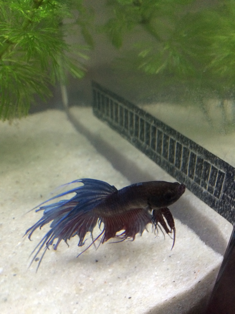 Mon betta qui ne va pas bien Img_2810