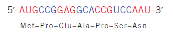 Origem da tradução das 4 bases de ácido nucleico para os 20 aminoácidos, e a atribuição de codons para Aminoácidos Frames11