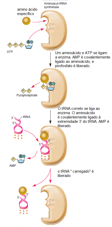 Origem da tradução das 4 bases de ácido nucleico para os 20 aminoácidos, e a atribuição de codons para Aminoácidos Trna1210