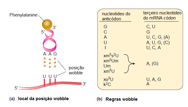 Origem da tradução das 4 bases de ácido nucleico para os 20 aminoácidos, e a atribuição de codons para Aminoácidos Trna1211