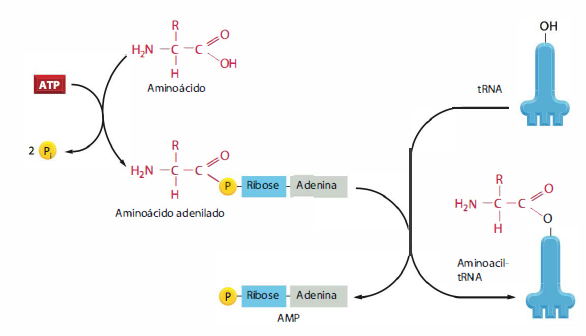 Origem da tradução das 4 bases de ácido nucleico para os 20 aminoácidos, e a atribuição de codons para Aminoácidos Trna1212