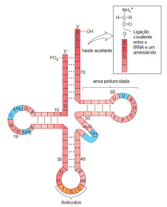 Origem da tradução das 4 bases de ácido nucleico para os 20 aminoácidos, e a atribuição de codons para Aminoácidos Trna_110