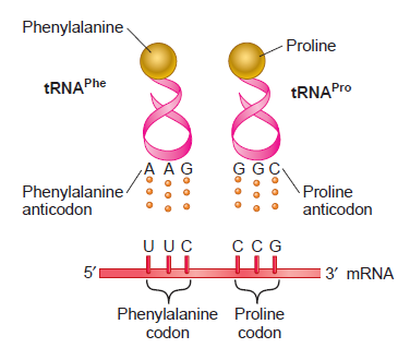 Origem da tradução das 4 bases de ácido nucleico para os 20 aminoácidos, e a atribuição de codons para Aminoácidos Trna_c10