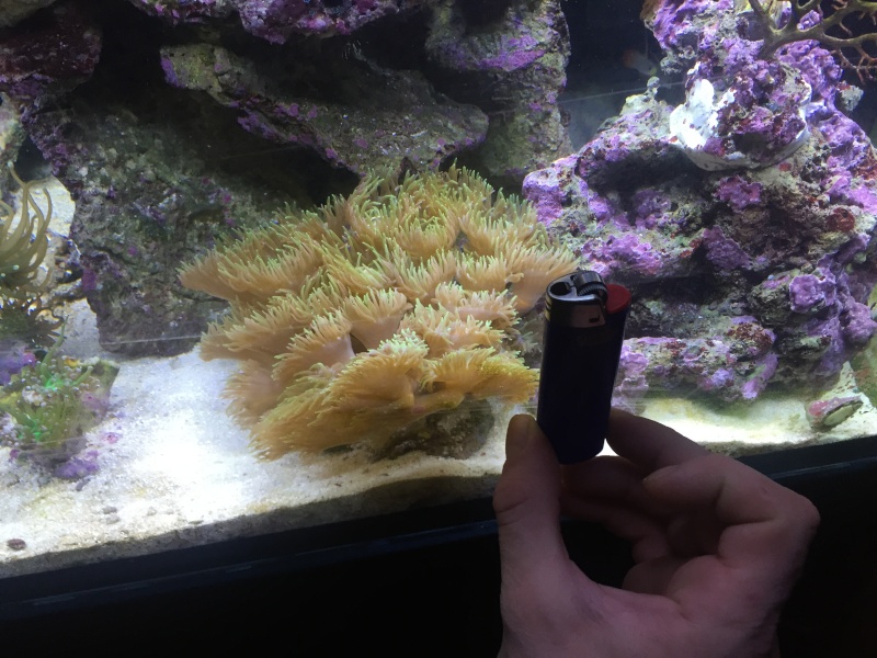 identification corail 2015-112