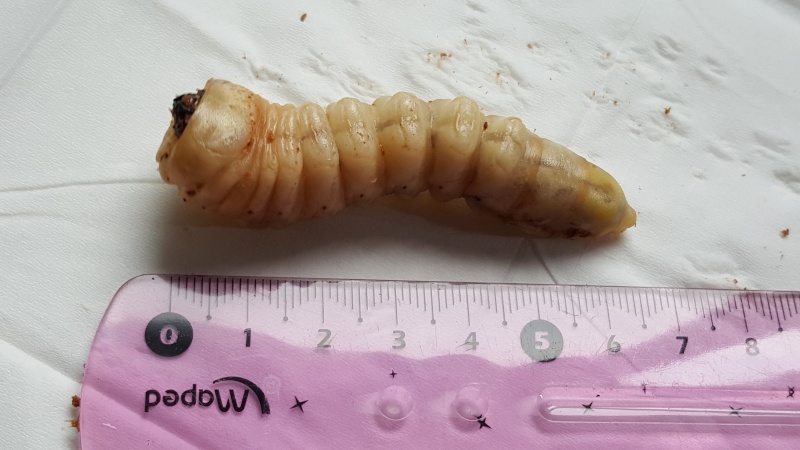 Grosse larve blanche? 20151211