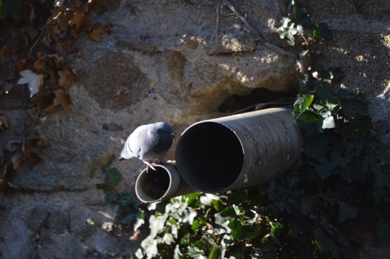 Les pigeons jouent à cache-cache 710