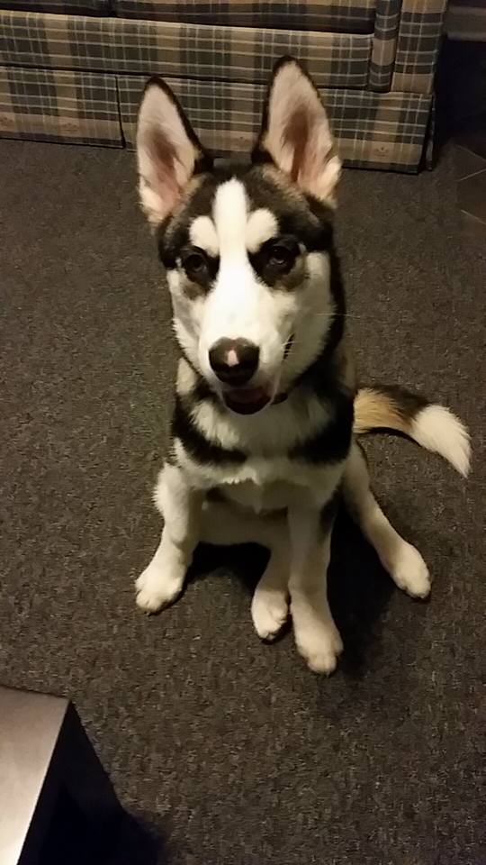 Hi! My name is Zeus! 11870710