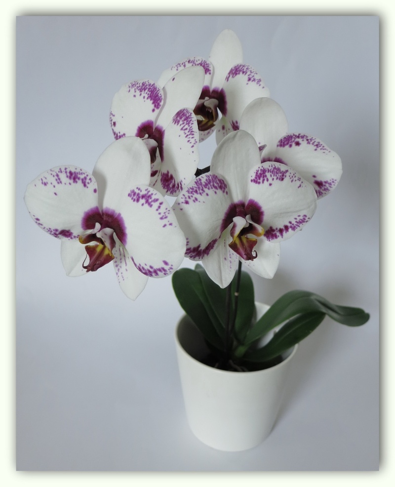 Orchideen 2015 - 2018 Teil 2 - Seite 13 Img_7510
