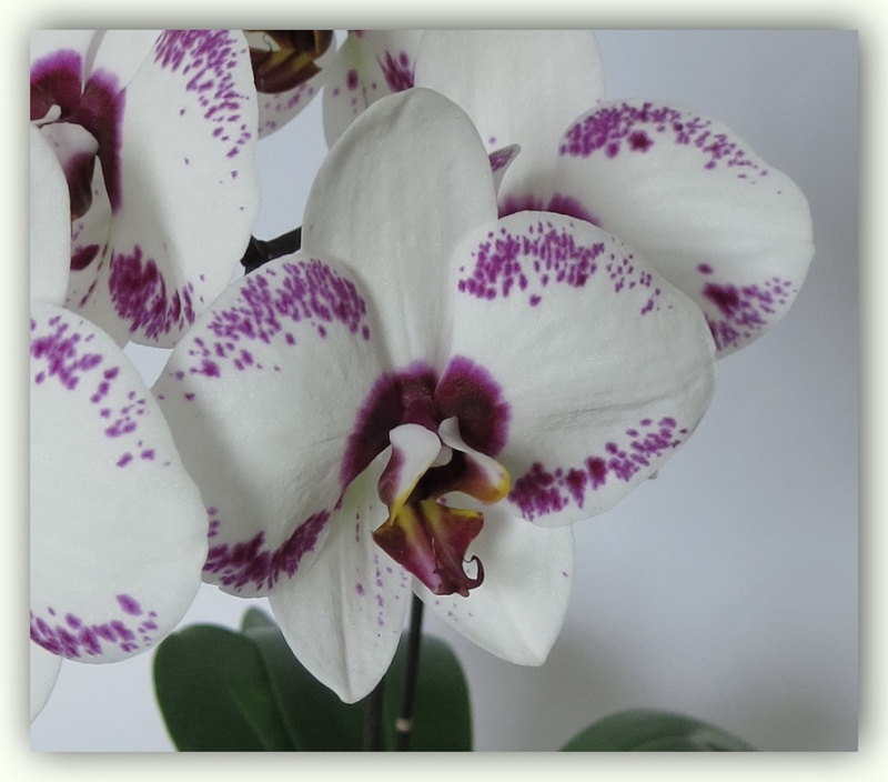 Orchideen 2015 - 2018 Teil 2 - Seite 13 Img_7511