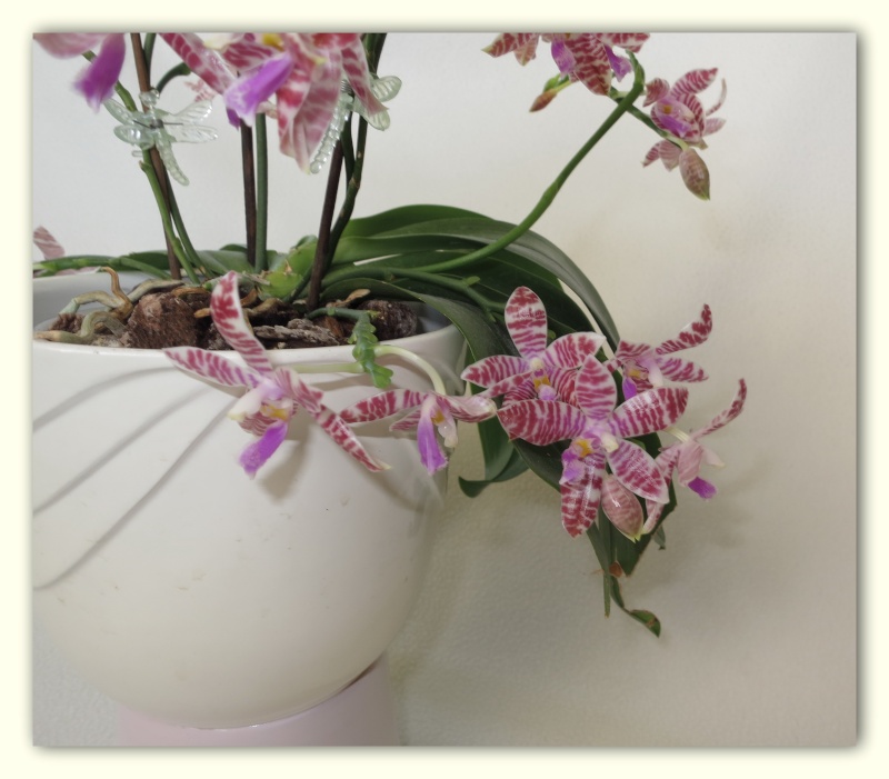 Orchideen 2015 - 2018 Teil 2 - Seite 12 Img_9116