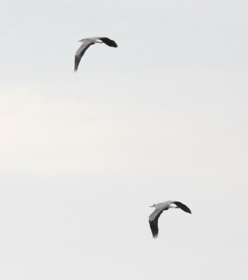 Groupe de grue  Img_9111