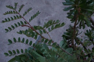 Mimosengewächse (Mimosoideae) Dsc02810