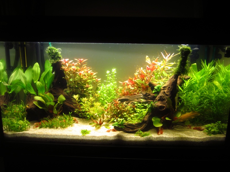 Mon 1er vrai projet : aquarium 200 L planté Bac_j112