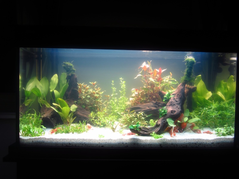 Mon 1er vrai projet : aquarium 200 L planté Img_6011