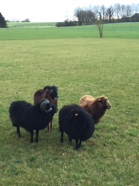 Mes nouveaux moutons Brabant Wallon Belgique Img_8017