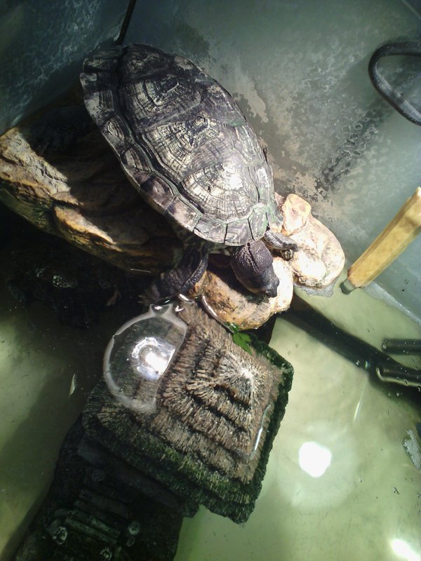 Trachemys Scripta faible Cx0z5211