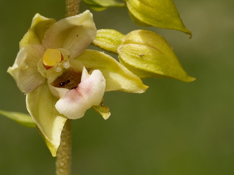 Epipactis Helleborine P6209611