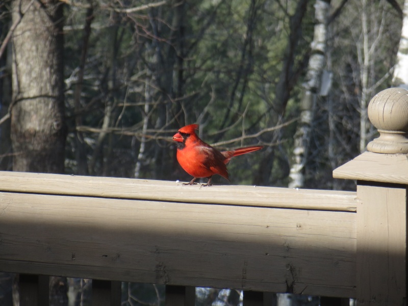 Mon beau Cardinal! Img_1011