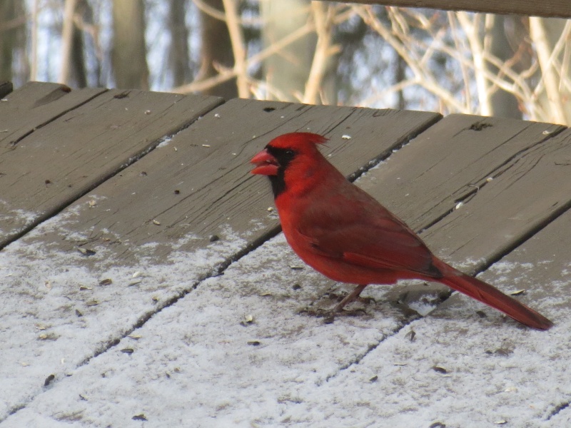Mon beau Cardinal! Img_1012