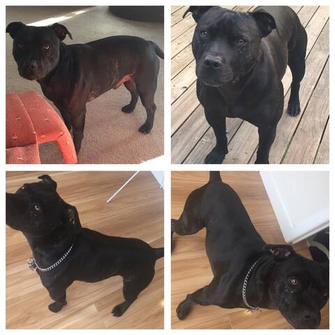 Is my staffy too thin Feeding has changed