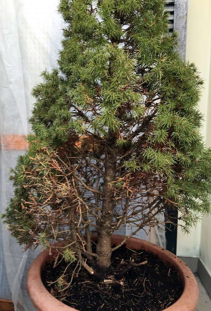 Picea Albertiana Conica Img_1250