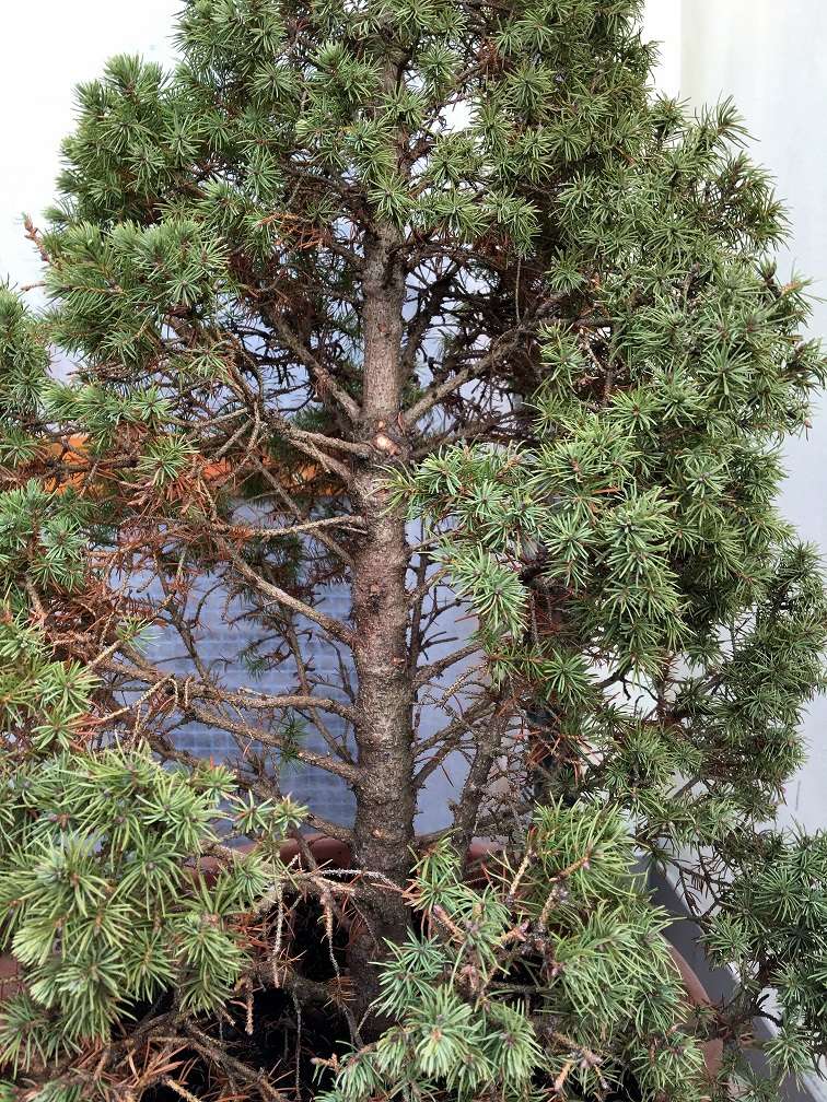 Picea Albertiana Conica Img_1254