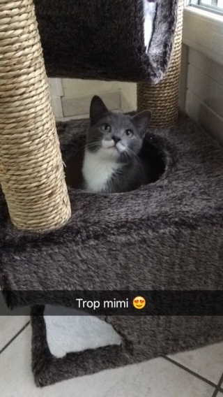 Toshiro, beau gosse gris et blanc, né en septembre 2015 Img_0231