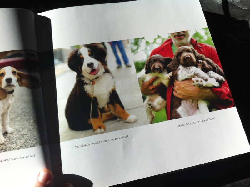 Livre The dogist Img_6115