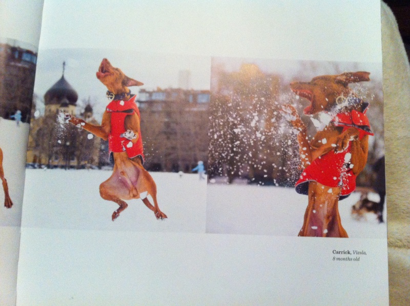 Livre The dogist Img_6119